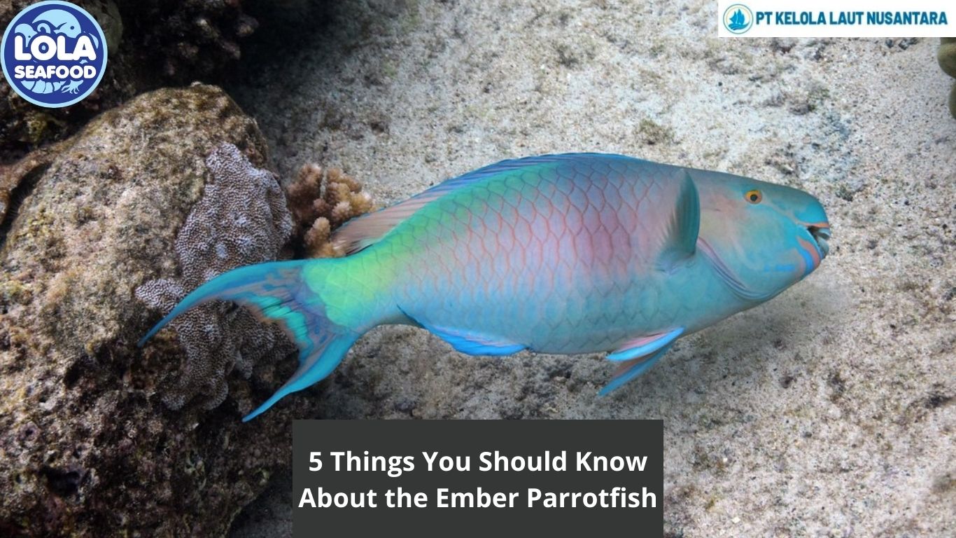 5 Things You Should Know About the Ember Parrotfish